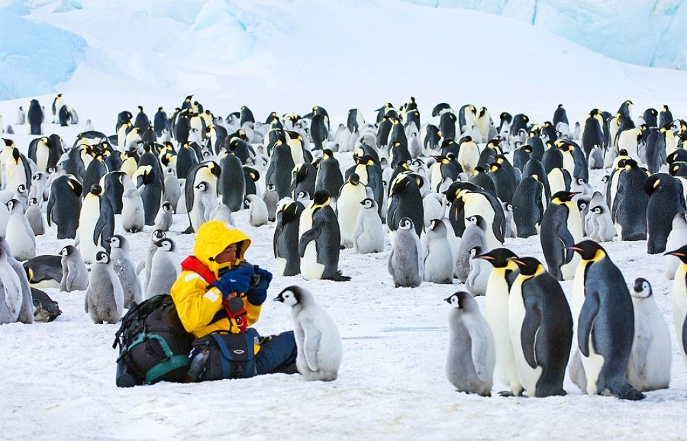 Фотография: Пингвины — это ласточки, которые ели после шести №17 - BigPicture.ru