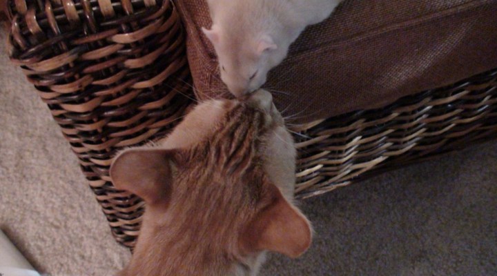 необычная дружба кота и крысы