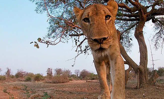 Голодная львица приняла камеру зоологов за объект охоты: видео