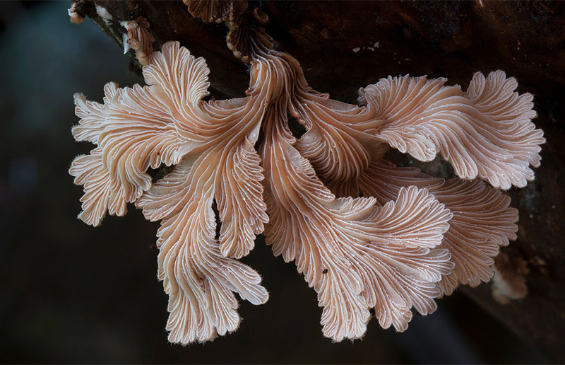 5. Schizophyllum commune Щелелистник. грибы, интересное, фото