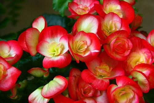 Уход и выращивание бегонии в домашних условиях Уход и выращивание бегонии в домашних условиях комнатные растения,полезные советы