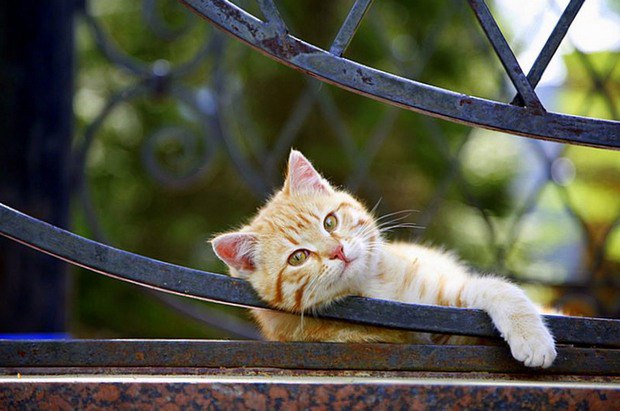 Позитивные животные и красота природы