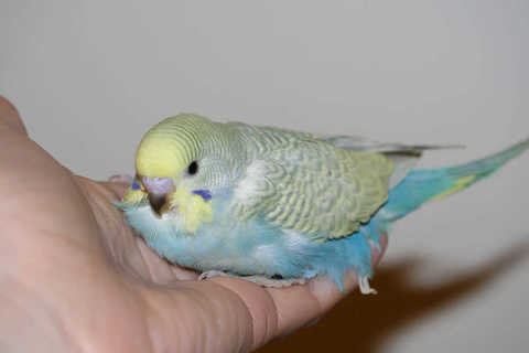 Волнушка-говорушка. Приручаем, обучаем не всё так грустно