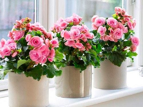 Уход и выращивание бегонии в домашних условиях Уход и выращивание бегонии в домашних условиях комнатные растения,полезные советы