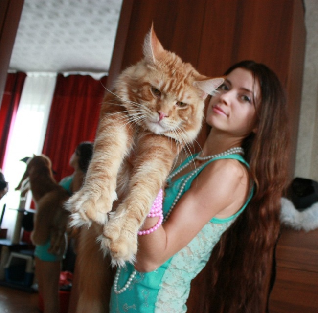 NewPix.ru - Фото самых больших котов