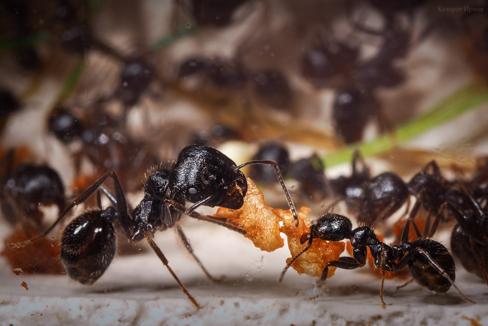 Messor structor. Муравьи-жнецы муравьи. Messor clivorum. Степной муравей-Жнец. Японский муравей-древоточец.