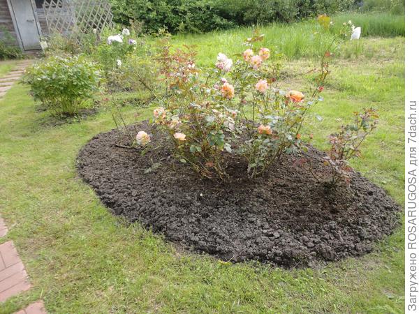 Создаем образцовый розарий в саду. Как избежать ошибок дача,ландшафтный дизайн,сад и огород,садоводство,цветоводство