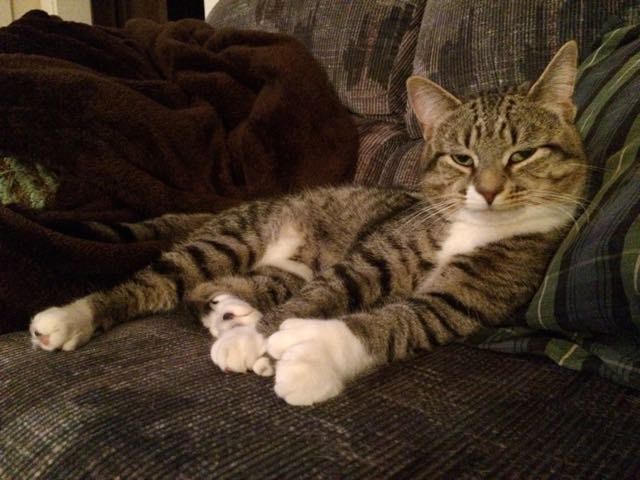 кот с огромными лапами нашел новый дом 