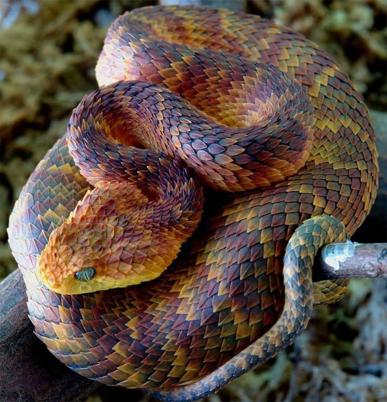 Шершавая древесная гадюка - одна из самых красивых змей в мире интересно, мир изнутри, невероятно, необычно, новый взгляд, случай, снимки, фото