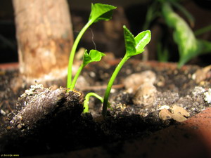 как выращивать помело в домашних условиях