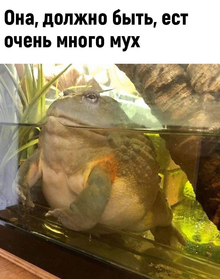 Юмор из интернета 612 Юмор из интернета 612 позитив,смех,улыбки,юмор