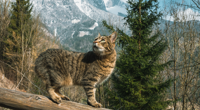 Кошка покорила вершину горы ради воссоединения с семьей