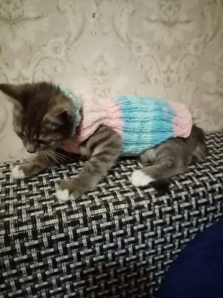 котёнок в костюме