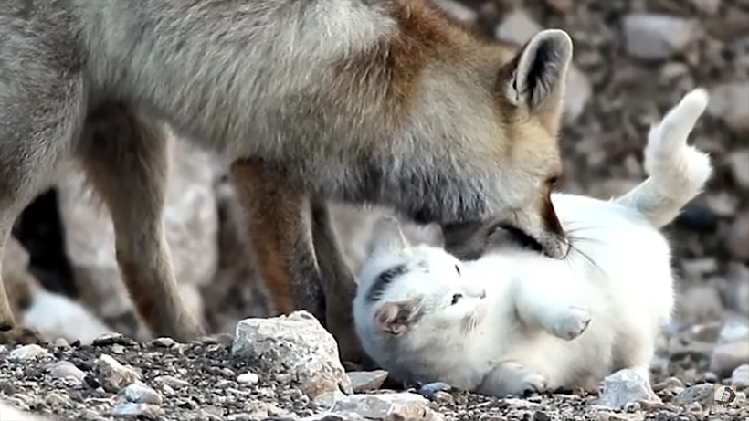Лиса хотела съесть бездомную кошку, но произошло невообразимое — возникла дружба