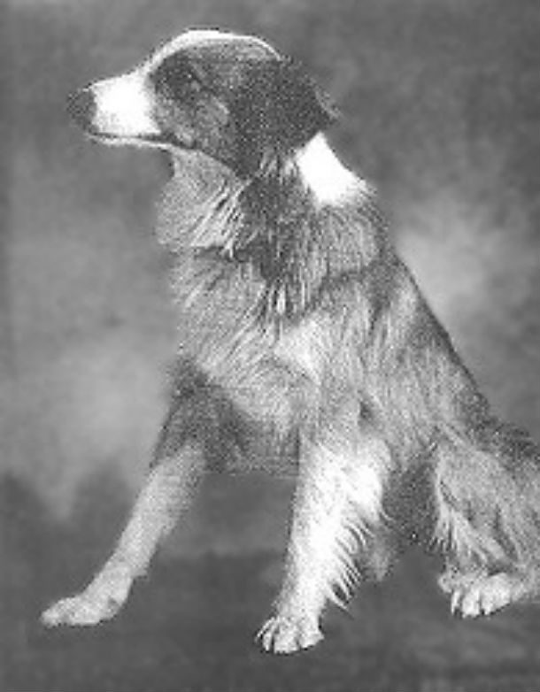 14 самых известных собак в истории 14 самых известных собак в истории животные