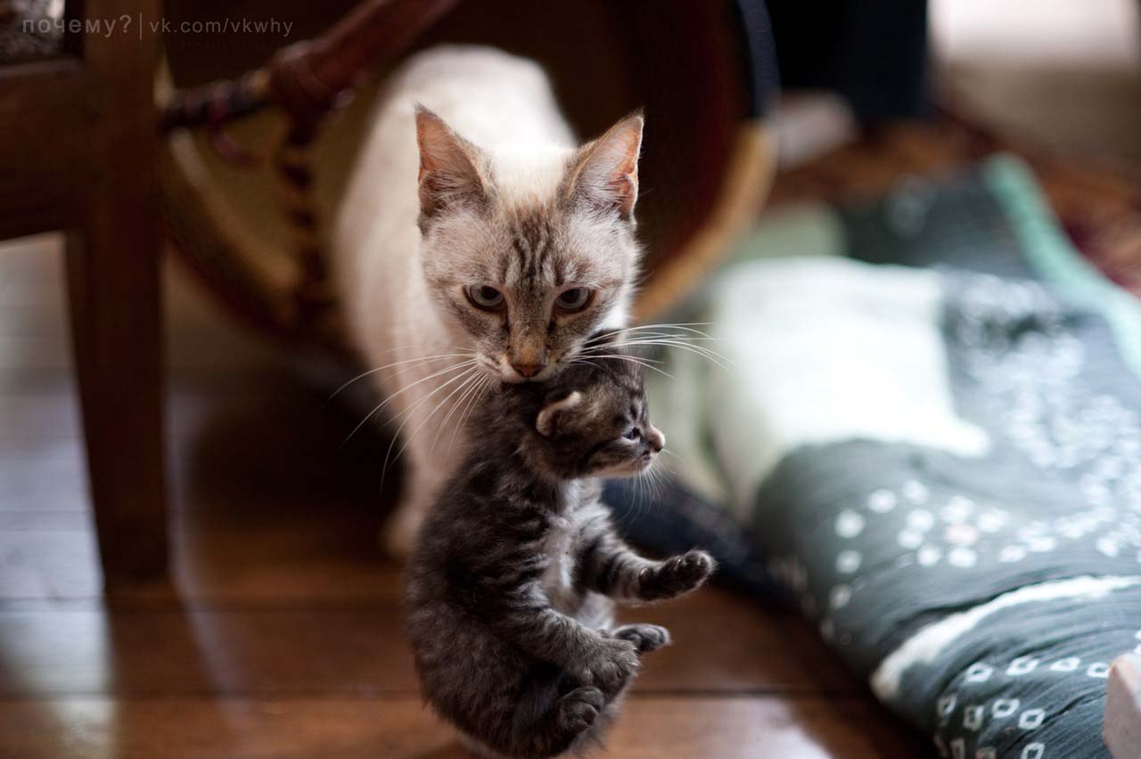 Кошка несет котенка