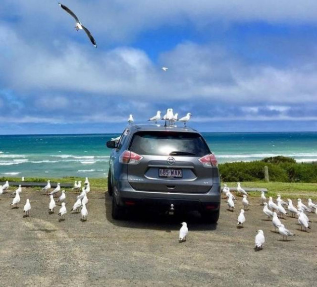 Делаю что хочу! Делаю что хочу!