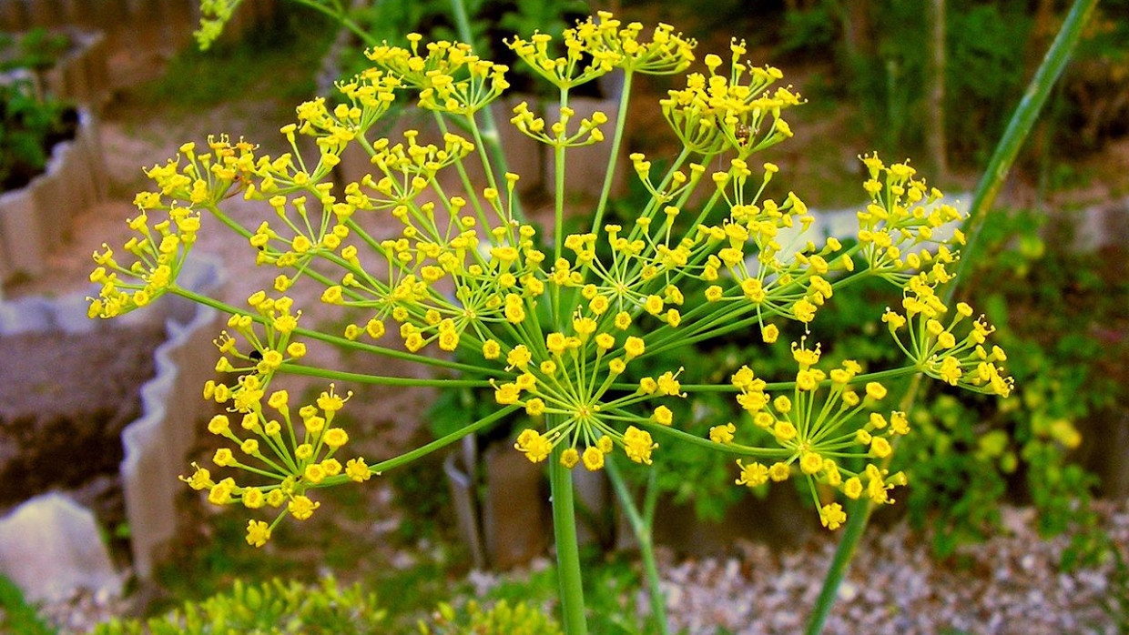 Россиянам рассказали о различных способах заготовки укропа на зиму