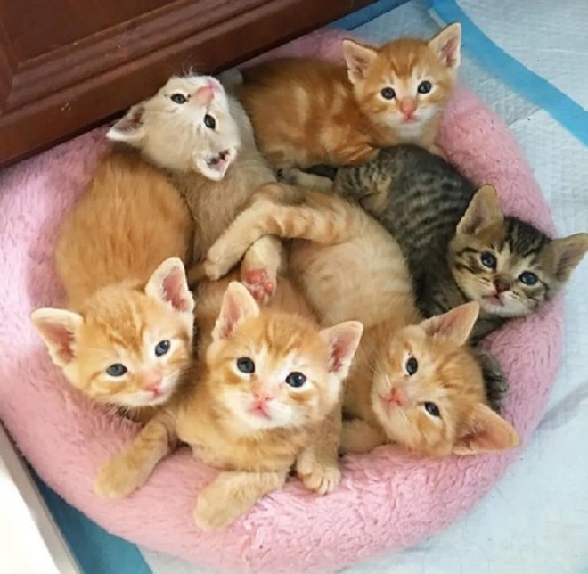 Котята на подушке