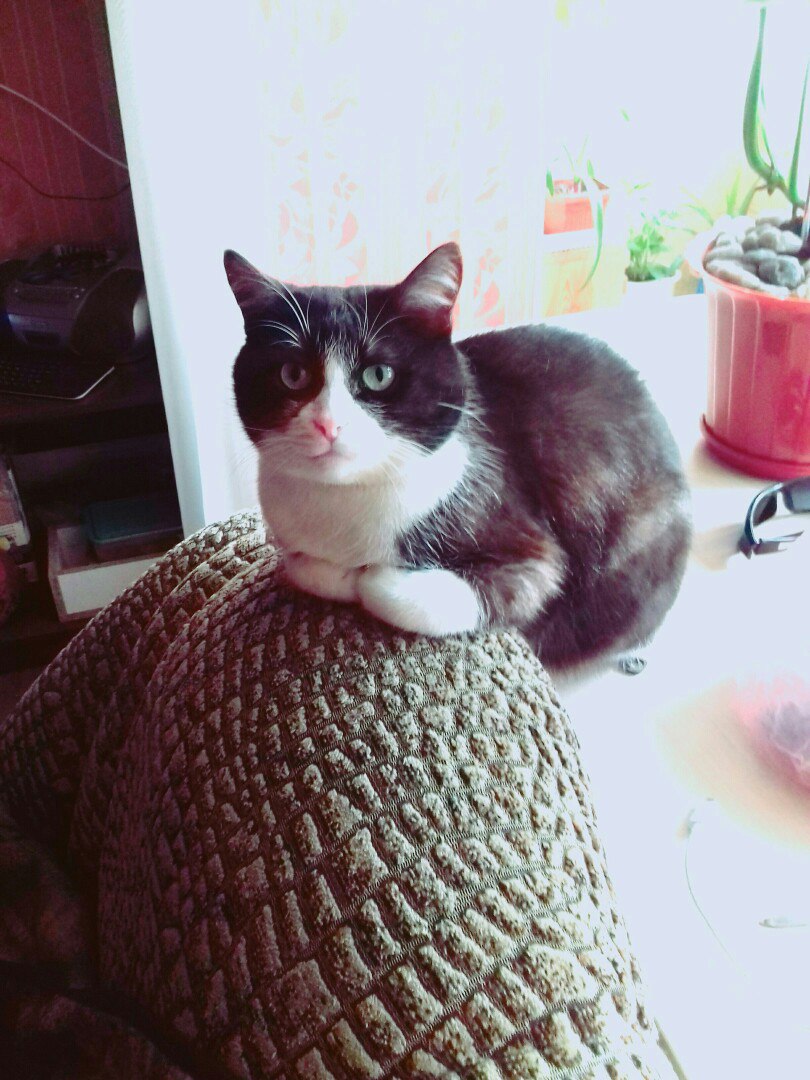 Плач котенка затерялся в шуме толпы. И только один парень услышал малыша