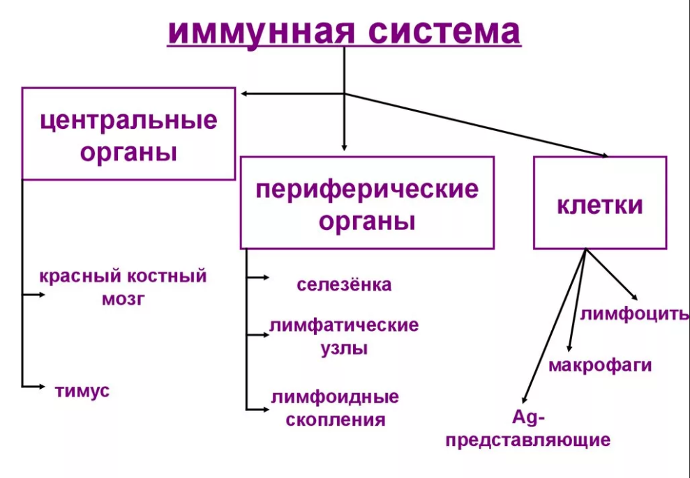 Как разогнать лимфу? Действенные приемы и способы! лимфатической, жидкости, лимфы, всего, массаж, только, очень, организме, лимфосистемы, системы, движение, когда, происходит, нужно, клетки, капилляры, очередь, целом, также, течение