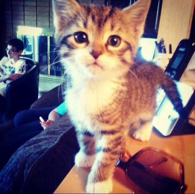 спасенный котенок любит обниматься 