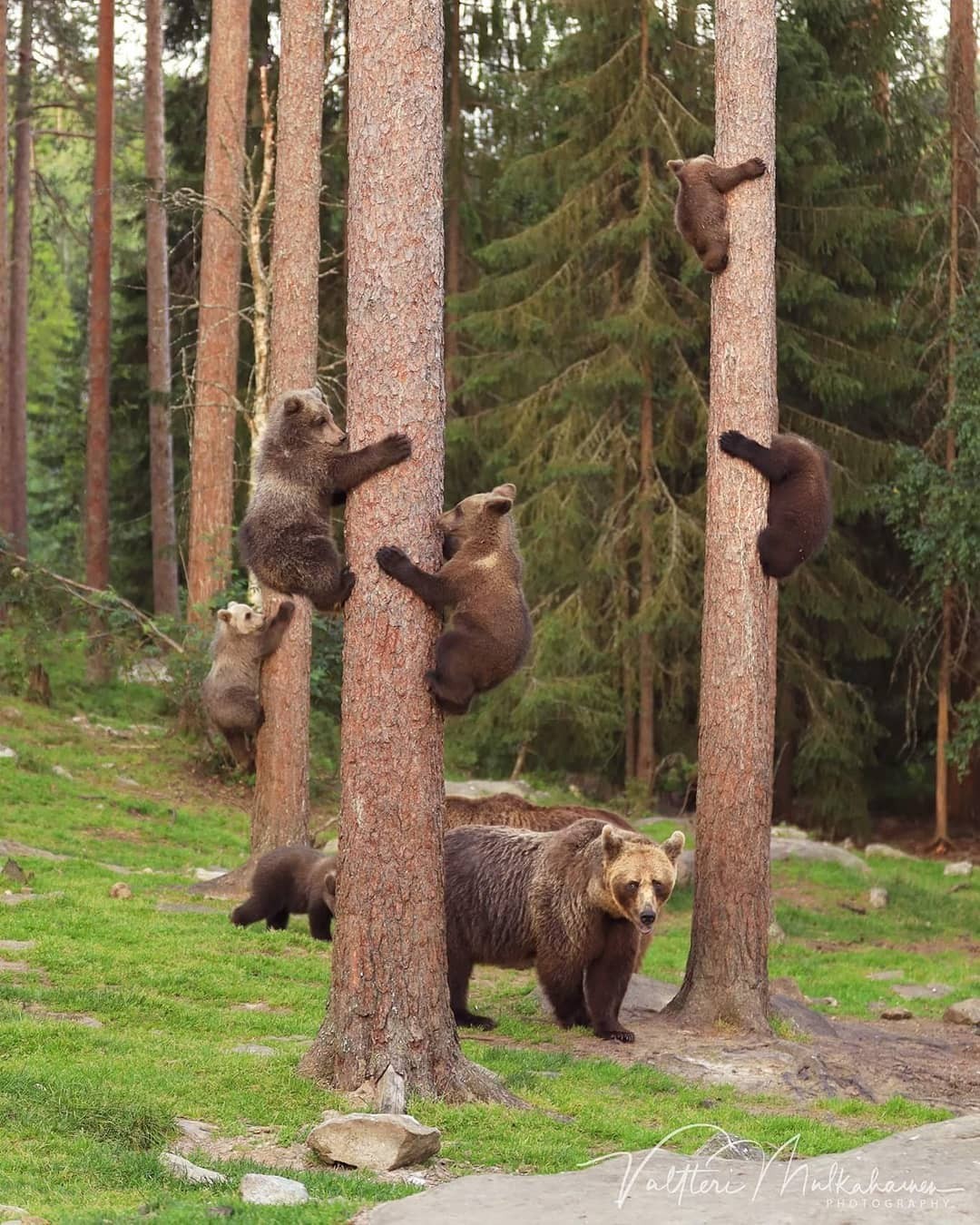 Из жизни медведей в финских лесах. Фотограф Валттери Мулкахайнен (VALTTERI MULKAHAINEN)
