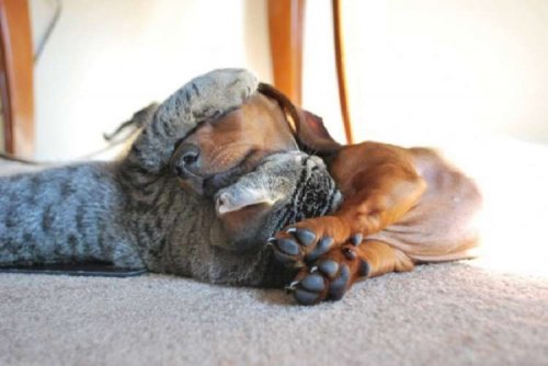 Нежная дружба между кошкой и собакой