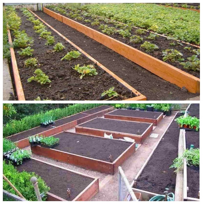 Красивые грядки с зеленью. Огород с высокими грядками. Вскопанные грядки. Дорожки между грядками. Метод митлайдера.