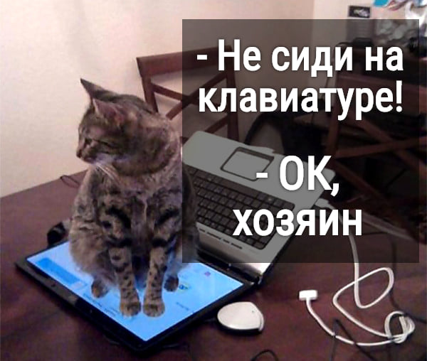 Возможно, это изображение (кот и текст «-не сиди на клавиатуре! -OK, хозяин 地»)