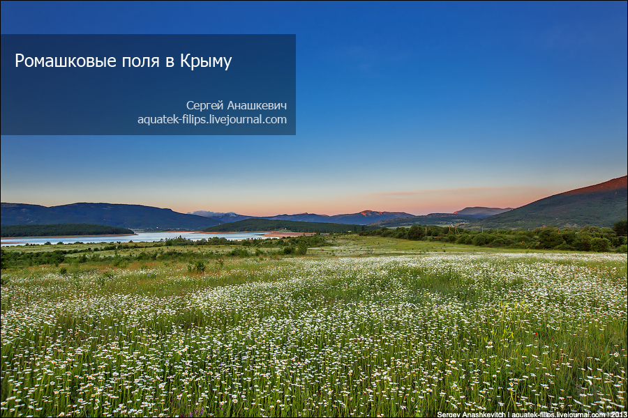 Ромашковые поля  в Крыму