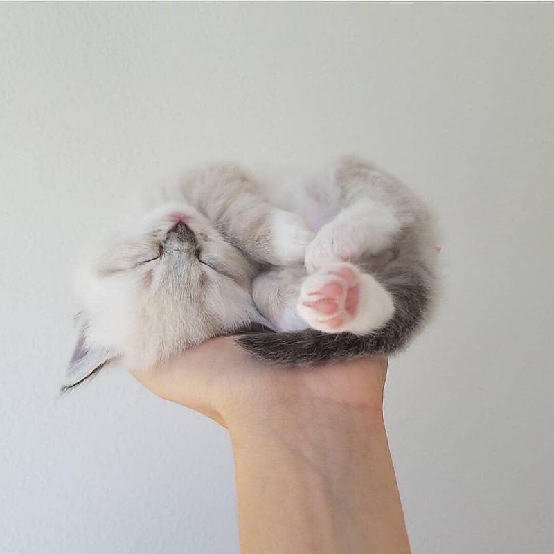 20 фото милейших котят, которые растопят сердце любого 20 фото милейших котят, которые растопят сердце любого кот, котенок, кошка, милый