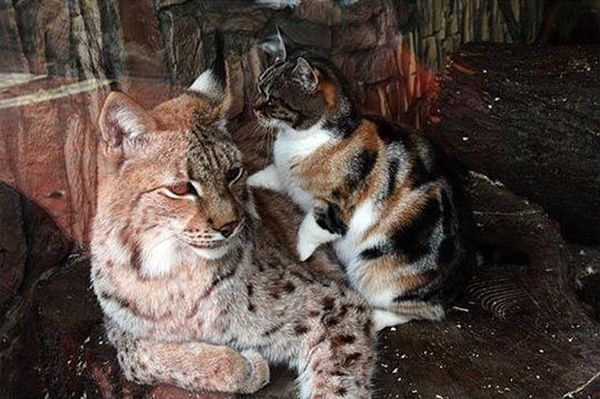 Кот навестил своего сородича за решёткой