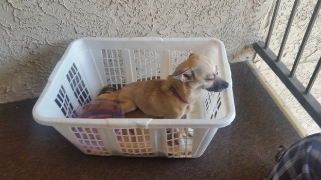 Худая бездомная собака не ела, и доктор сказал, почему. Ей нужна была операция Худая бездомная собака не ела, и доктор сказал, почему. Ей нужна была операция