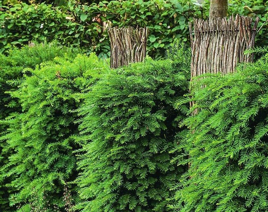 Живая изгородь: 12 образов для зеленого забора дача,ланшафтный дизайн,сад и огород