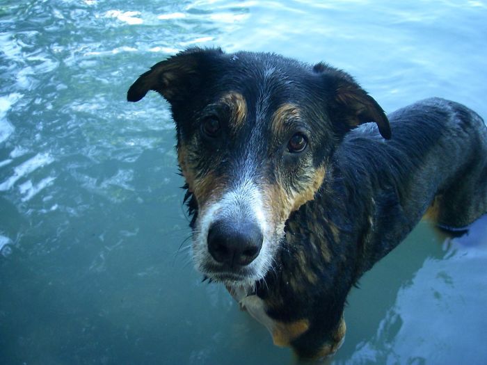 My Best Friend Turns 12 Today. She's Flown In Helicopters, Saved Me From Dozens Of Bears, And Volunteered As A Therapy Dog At A Local Hospital. She's Definitely Earned A Day Off Today