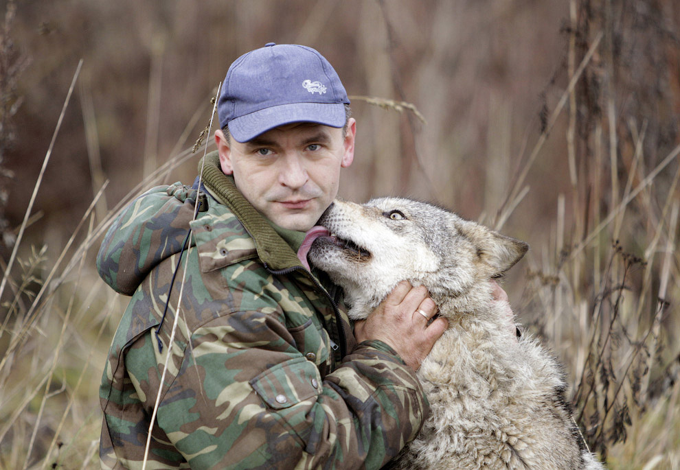 Домашний волк