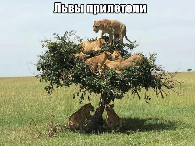 Первым, что бросилось Сереге в глаза, был кот. И последним демотиваторы,животные,позитив,Смешные животные,юмор