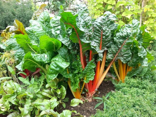 Конец сезона со свежими овощами — что посадить в августе дача,сад и огород,советы огороднику