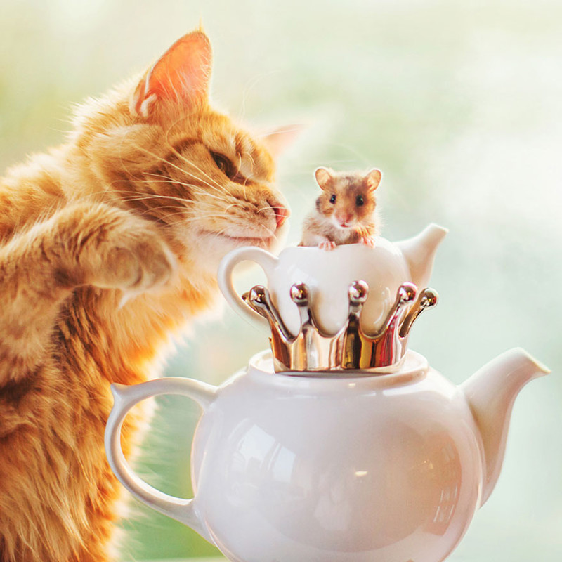 ginger-cat-photography-kotleta-cutlet-kristina-makeeva-hobopeeba-3