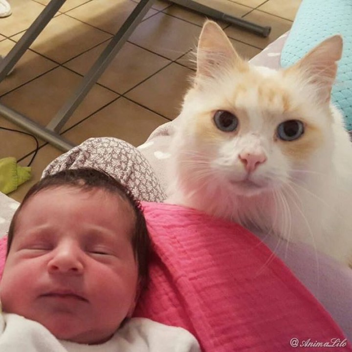 кошка нянчится с ребенком 