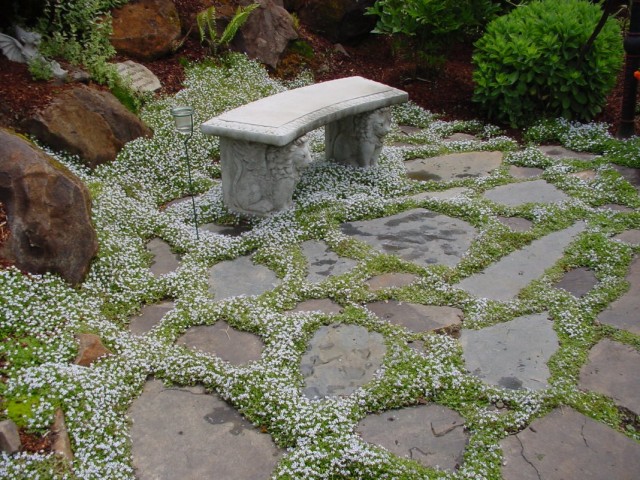 Лаурентия речная, или Изотома речная (Isotoma fluviatilis)