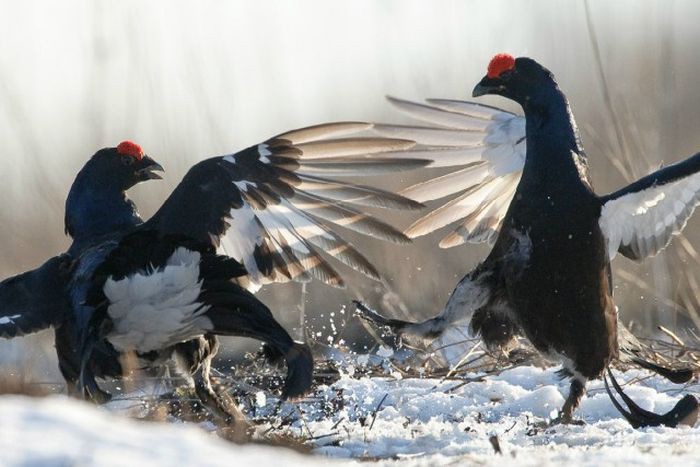 Прекрасные снимки дикой природы от Сергея Горшкова дикая природа, красота, фото