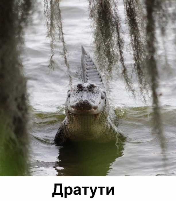 Позитив и хорошее настроение в забавных картинках и фотках! Позитив и хорошее настроение в забавных картинках и фотках!