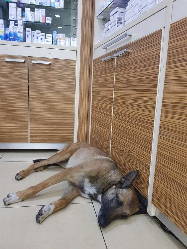 К аптеке пришла бездомная собака, прося о помощи. Фармацевт быстро поняла, что ей нужно не всё так грустно