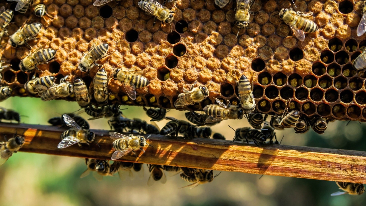 Главные поставщики природного воска — пчелы и плоды тропических деревьев