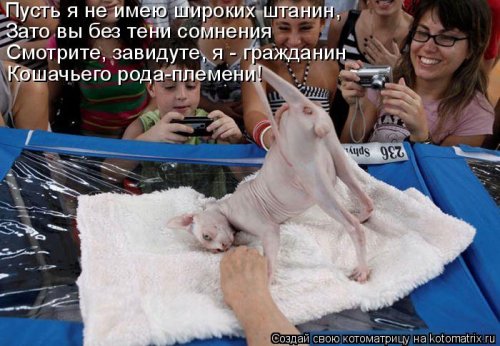 Ночная котоматрица (12 шт)