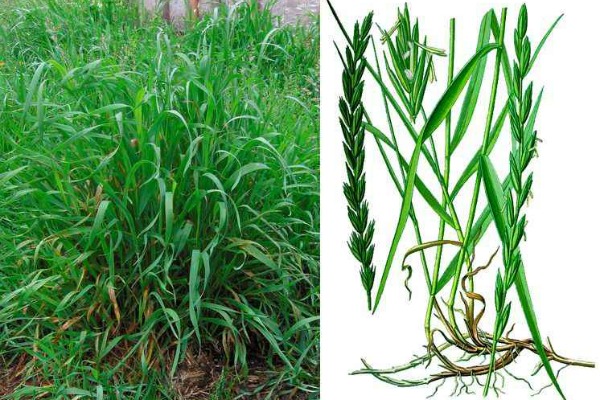 Лечебные свойства корня пырея