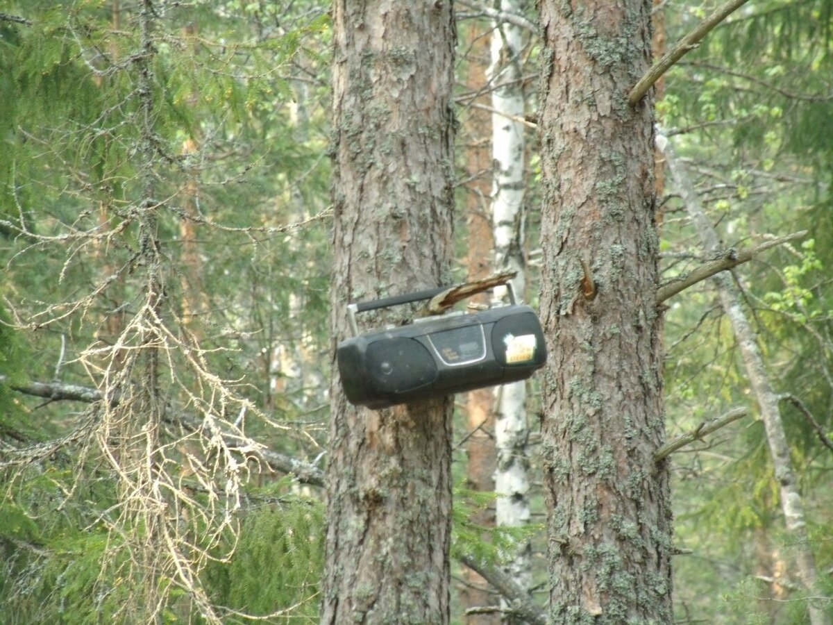 Вот такие находки иногда случаются в наших лесах
