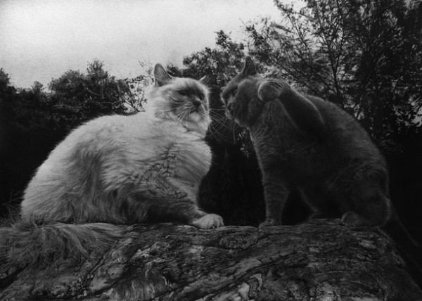 Фотографические рисунки кошек от Paul Lung животные